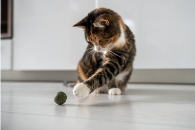 Chat qui joue avec une balle dans une maison