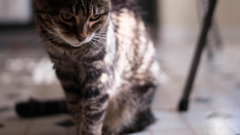 Katze auf Linoleum