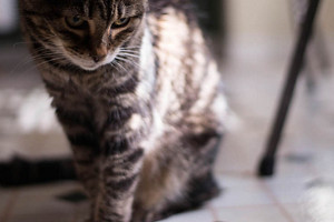Header Linoleum