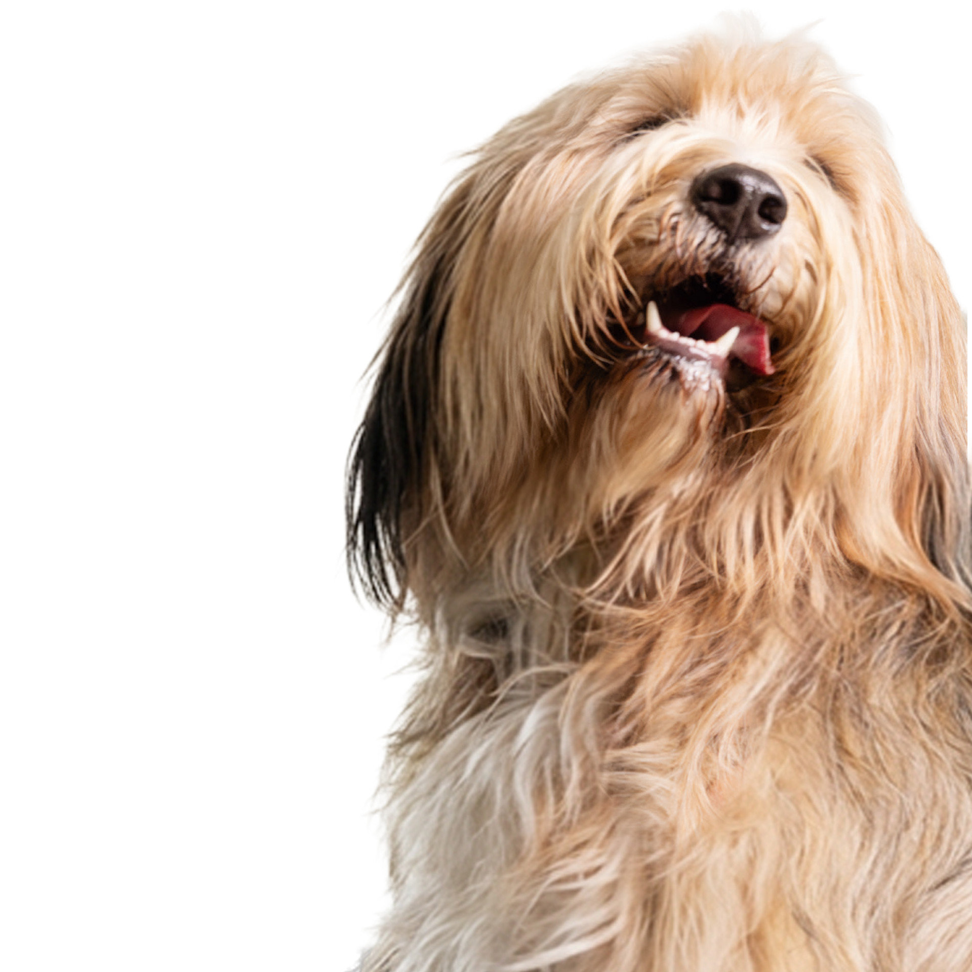 Langhaariger Hund mit hellem und dunklem Fell, geöffnetem Maul und herausgestreckter Zunge vor neutralem Hintergrund.