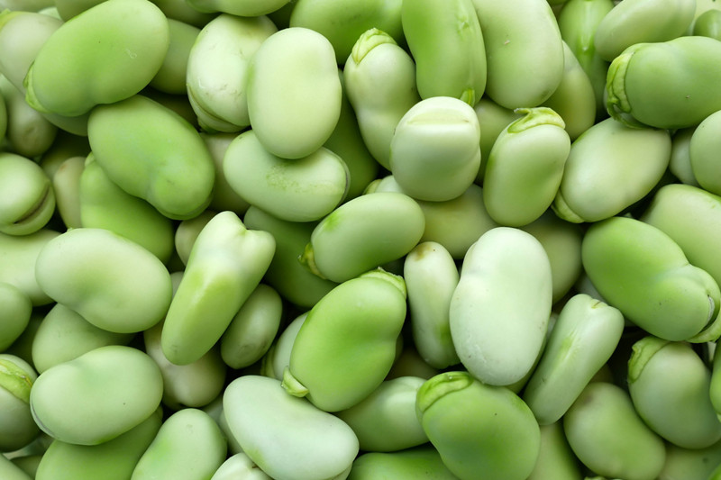 fresh broad beans, beans, benefits of broad beans for Parkinson's disease,