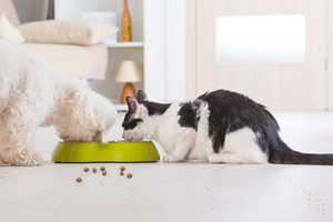 eating floor pets