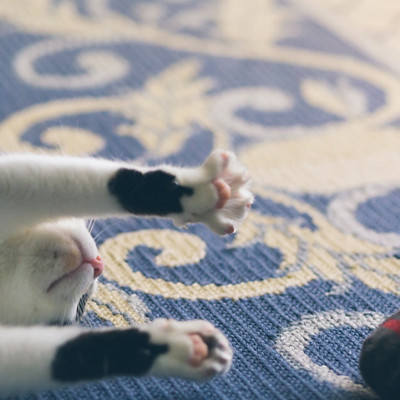 Un chat se prélasse sur un tapis à côté de son maître 