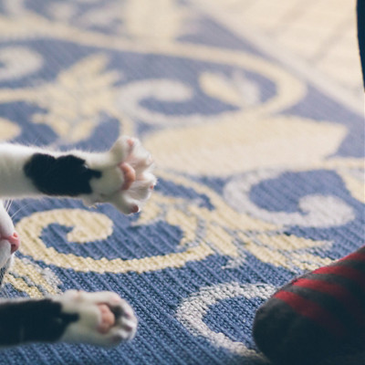 Un chat se prélasse sur un tapis à côté de son maître 