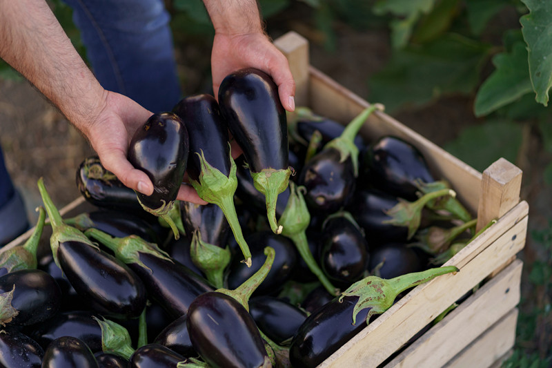 fr-thermomix-fruit-aubergines-envato