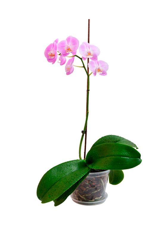 plante dépolluante orchidée