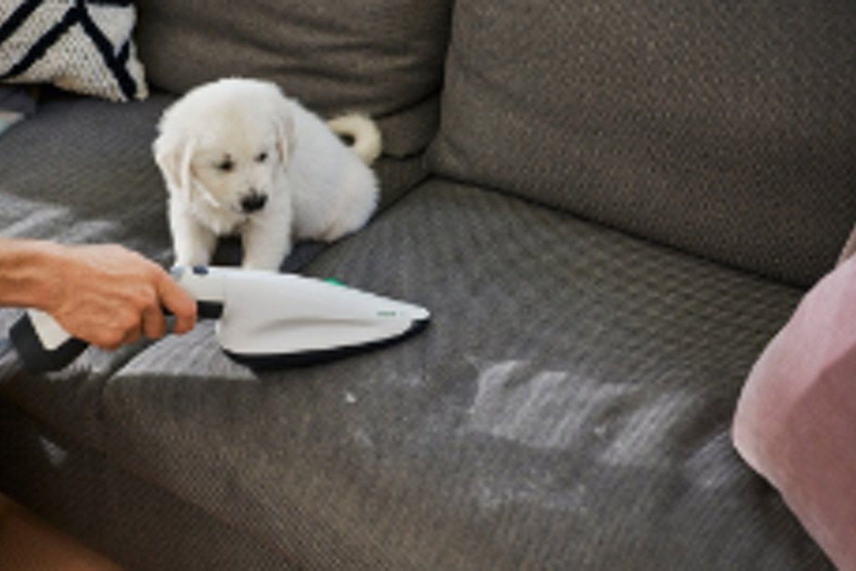 fr kobold blog dog on couch woman cleaning ss pb