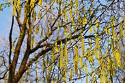 fr kobold blog tree branches close up