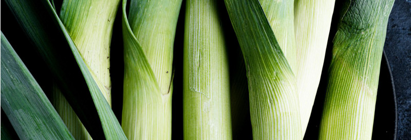 Lauch Nahaufnahme auf dunklem Hintergrund