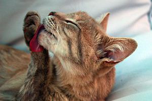 kobold blog cat cleaning itself