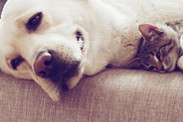 kobold magazin dog cat on couch close up