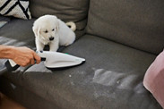 kobold magazin dog on couch woman cleaning ss pb