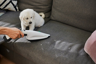 ¿Alergia a los perros? Como detectarla y disminuir sus efectos