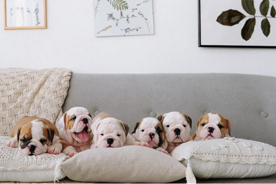 Consejos para mantener la casa limpia conviviendo con un perro