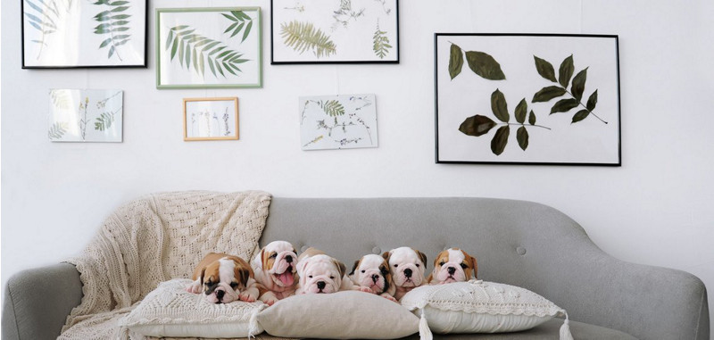 kobold magazin dogs on couch