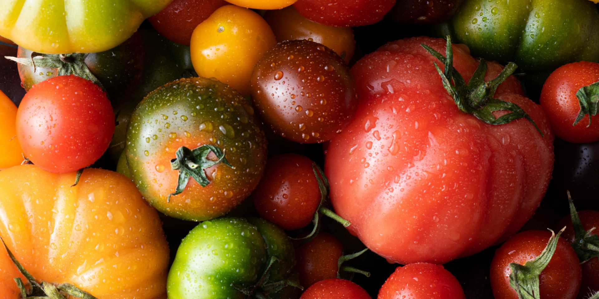 Variedade de tomates frescos em diferentes cores e tamanhos com gotas de água.