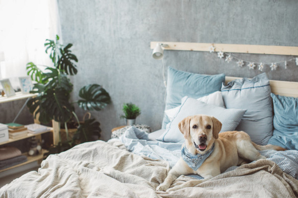 Hund liegt im Bett