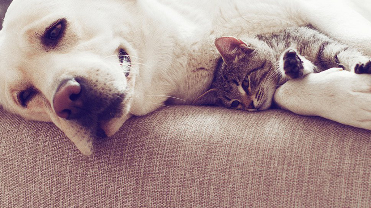 Hund und Katze - Tierhaare