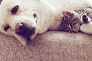 lying couch pets
