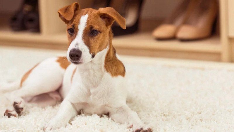 Hochflorteppiche brauchen eine besondere Pflege