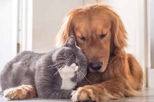 lying floor pets