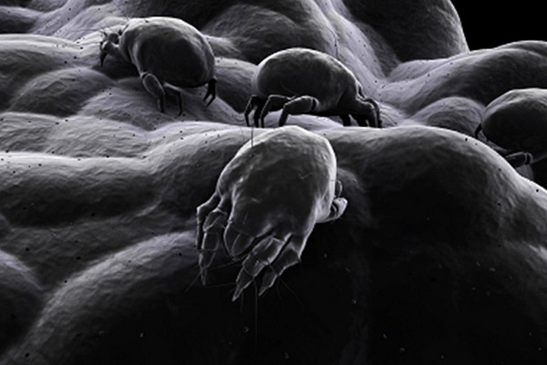 Mikroskopisch kleine Tiere: Milben