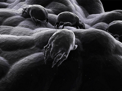 mites graphic