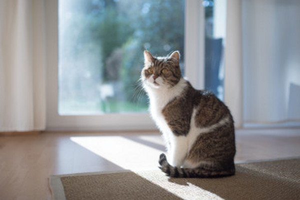 Beachte, Katzen mögen Sisalteppiche