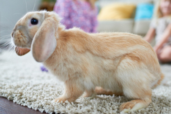 Hase sitzt auf dem Teppich