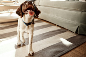 standing livingroom dog