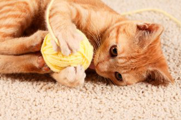 Auch Katzen lieben Wollteppiche